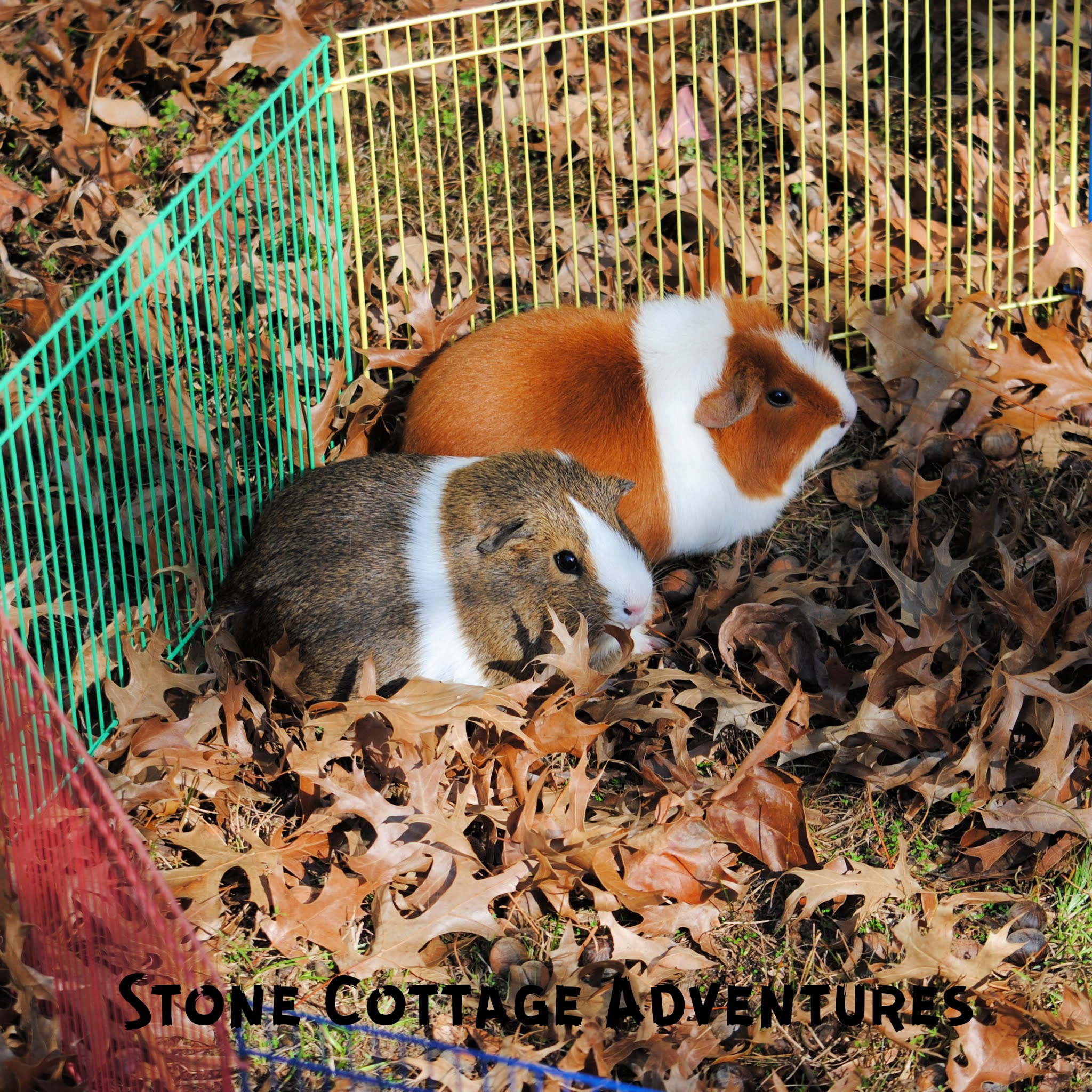 Kiwi clearance guinea pigs